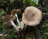 Inocybe nodulosa image