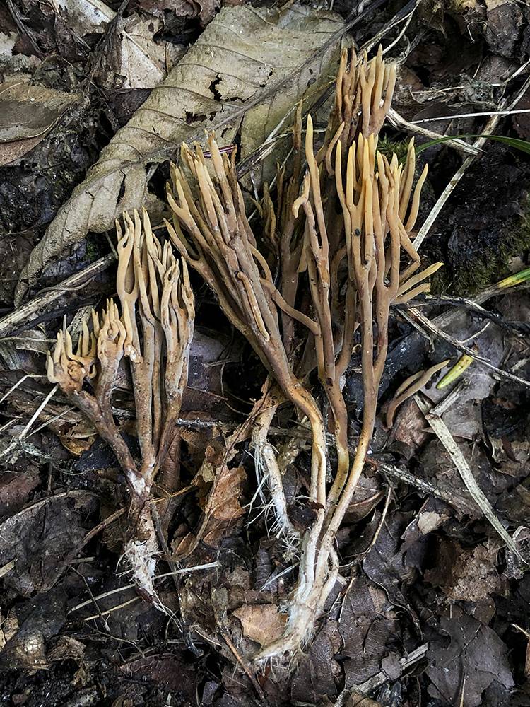 Ramaria murrillii image