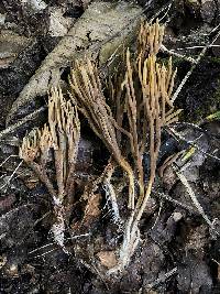 Ramaria murrillii image