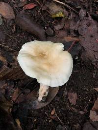 Tricholoma sulphurescens image