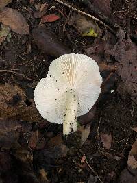 Tricholoma sulphurescens image