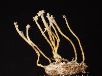 Cordyceps tenuipes image