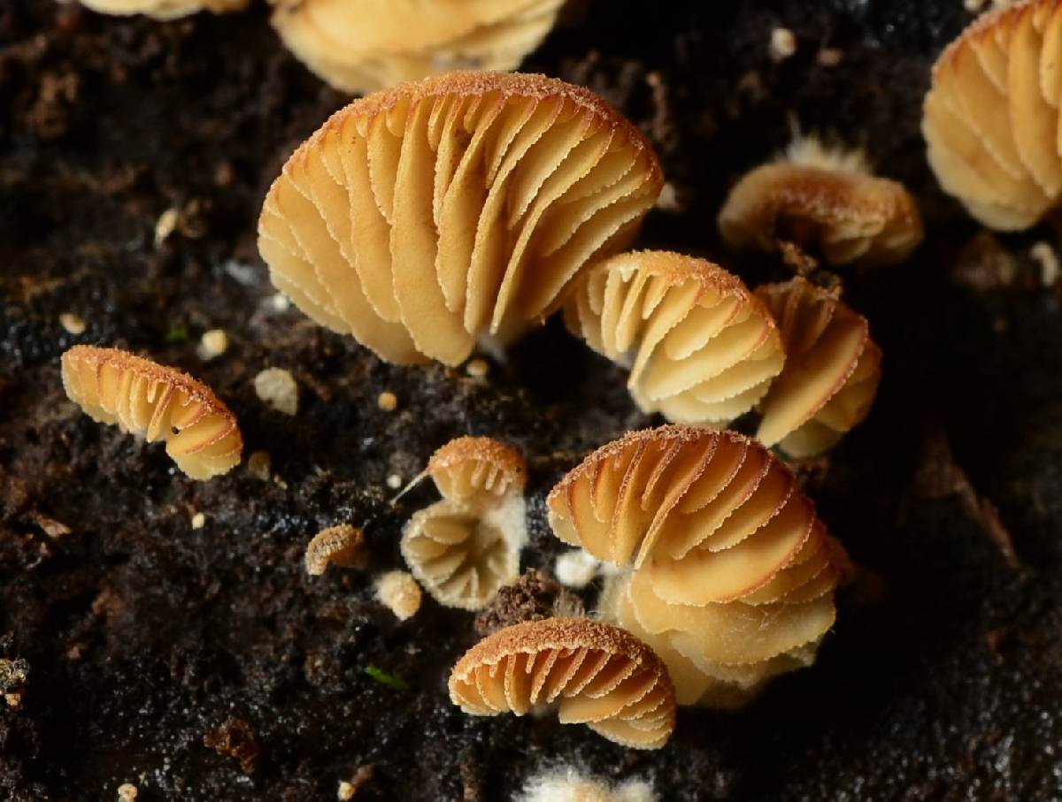 Crepidotus brunnescens image