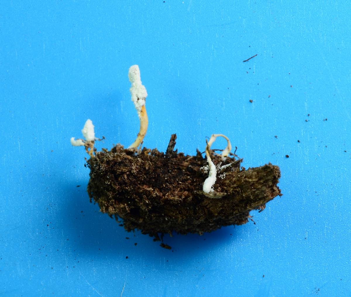 Cordyceps tenuipes image