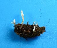 Cordyceps tenuipes image