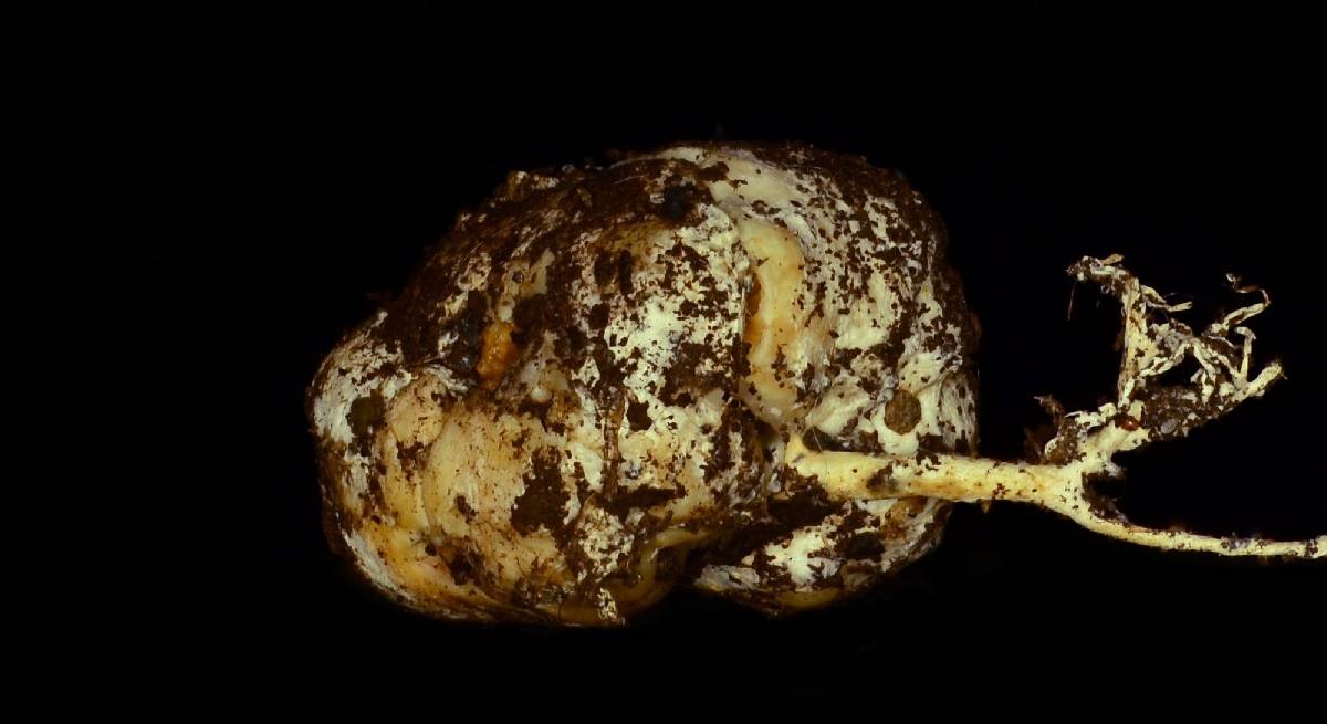 Sclerogastraceae image