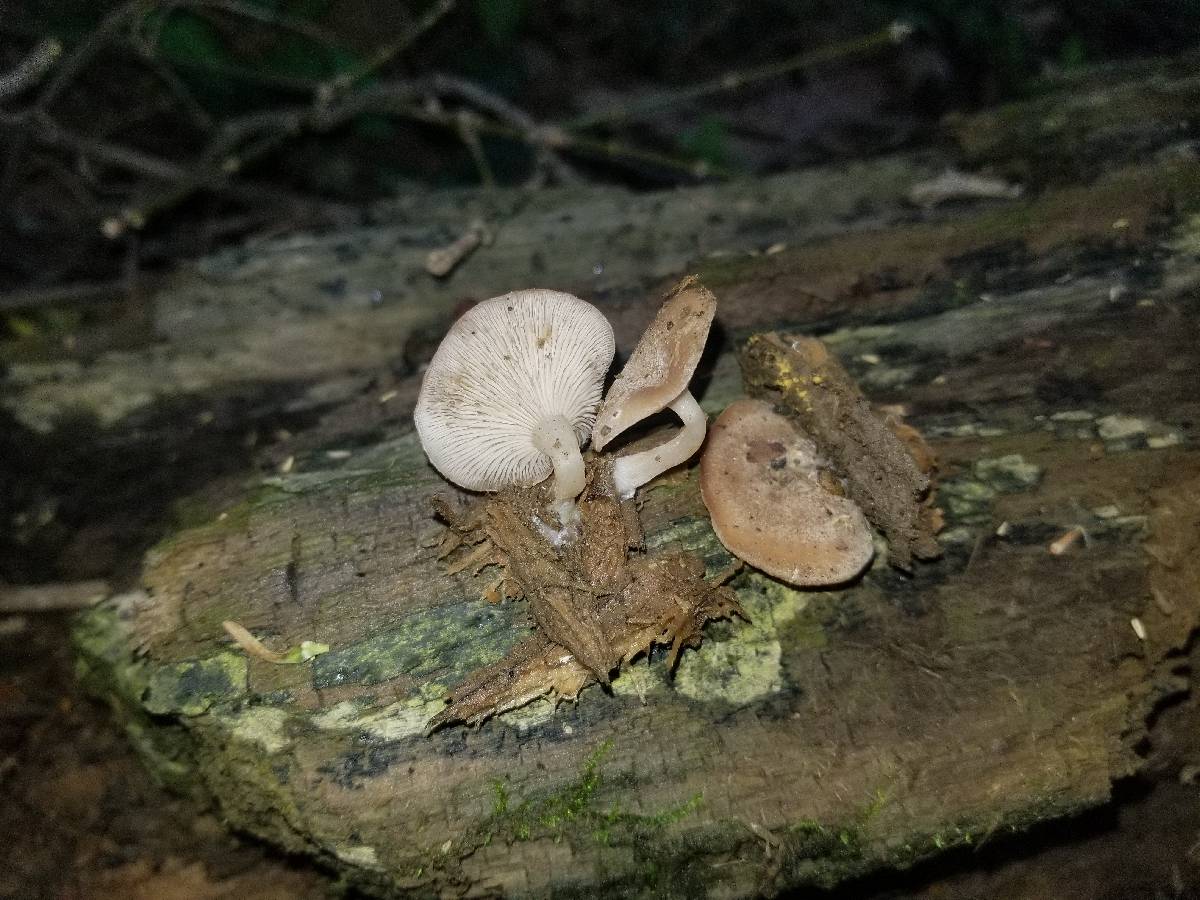 Trichocybe image