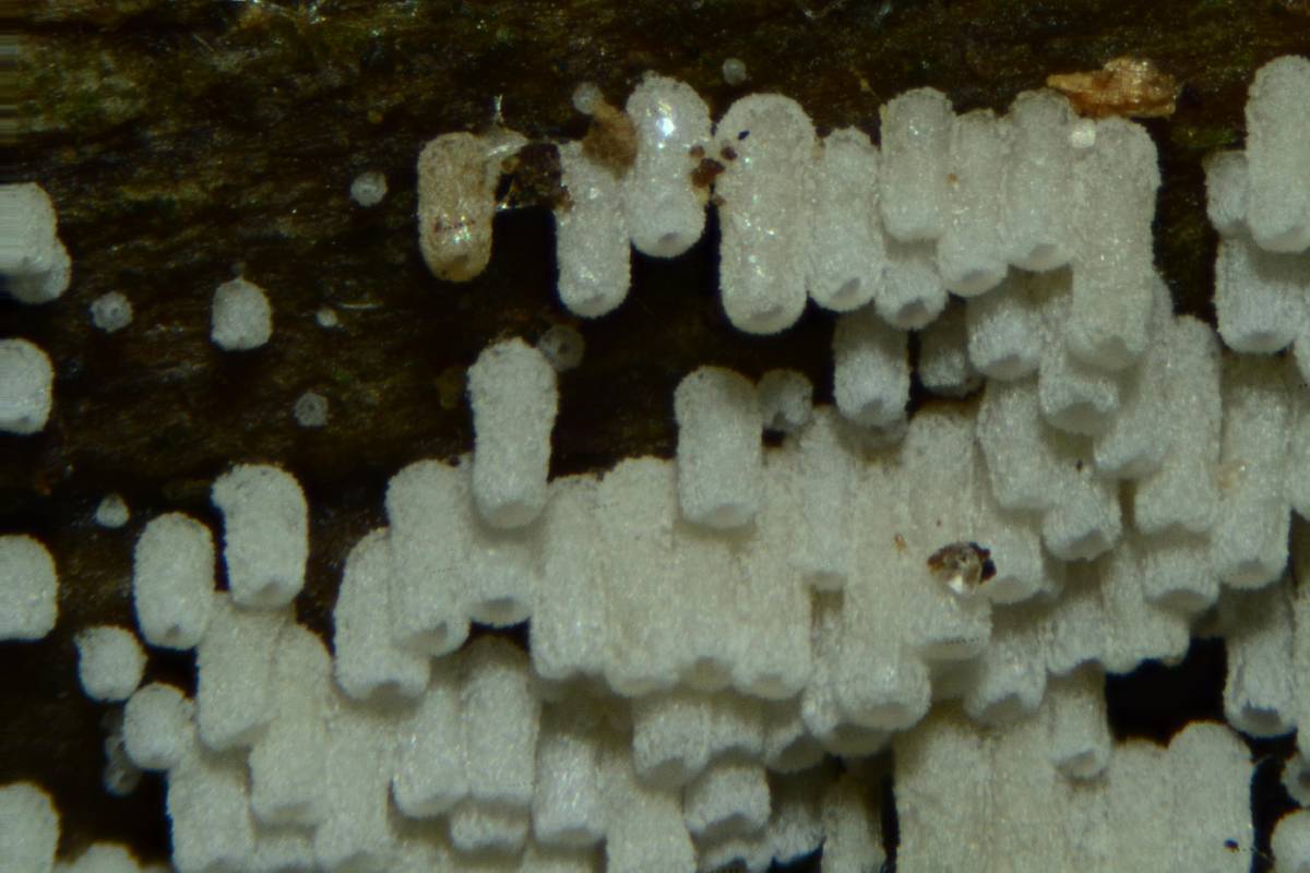 Henningsomyces puber image