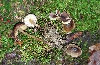 Mycopan scabripes image
