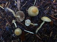 Agrocybe amara image