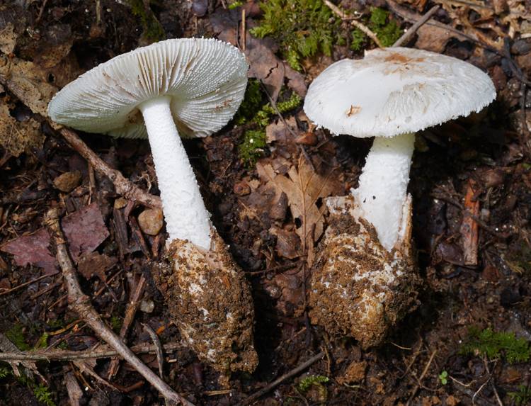 Amanita volvata f. avellaneosquamosa image