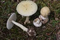 Amanita russuloides image