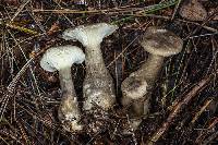 Ampulloclitocybe clavipes image