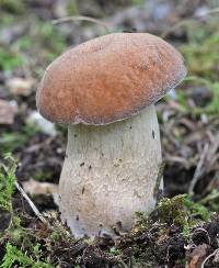 Boletus nobilissimus image