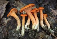 Cantharellus corallinus image