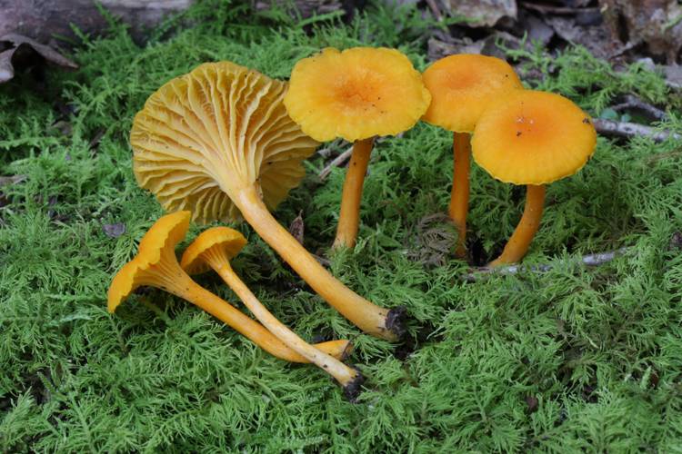 Cantharellus intensissimus image
