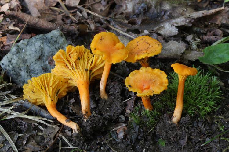 Cantharellus intensissimus image