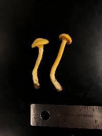 Cantharellus persicinus image