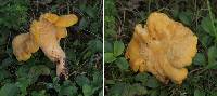 Cantharellus vicinus image