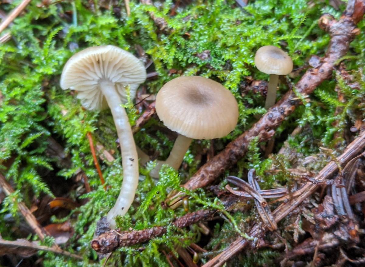 Clitocybe olivaceobrunnea image