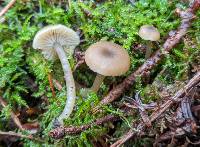 Clitocybe olivaceobrunnea image