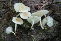 Clitocybe americana image