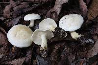 Tricholoma sulphurescens image