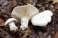 Clitocybe robusta image