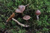 Cortinarius tortuosus image