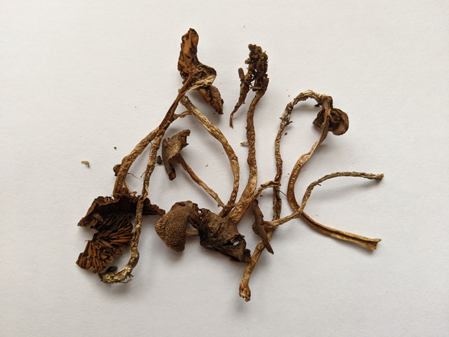 Cortinarius tortuosus image