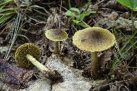 Cortinarius olivaceofuscus image