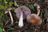 Cortinarius anomalus image