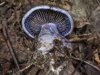 Cortinarius traganus image