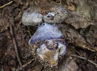 Cortinarius traganus image