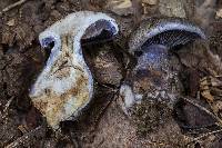 Cortinarius traganus image