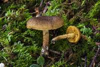 Cortinarius croceus image