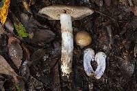 Cortinarius cylindripes image