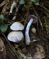 Cortinarius deceptivus image