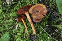 Cortinarius hesleri image