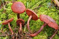 Cortinarius sanguineus image