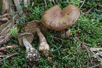 Cortinarius scaurus image