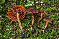 Cortinarius subcroceofolius image