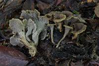 Craterellus dubius image