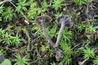 Craterellus carolinensis image