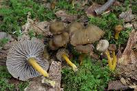 Craterellus pallidipes image