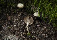 Cystoagaricus hirtosquamulosus image