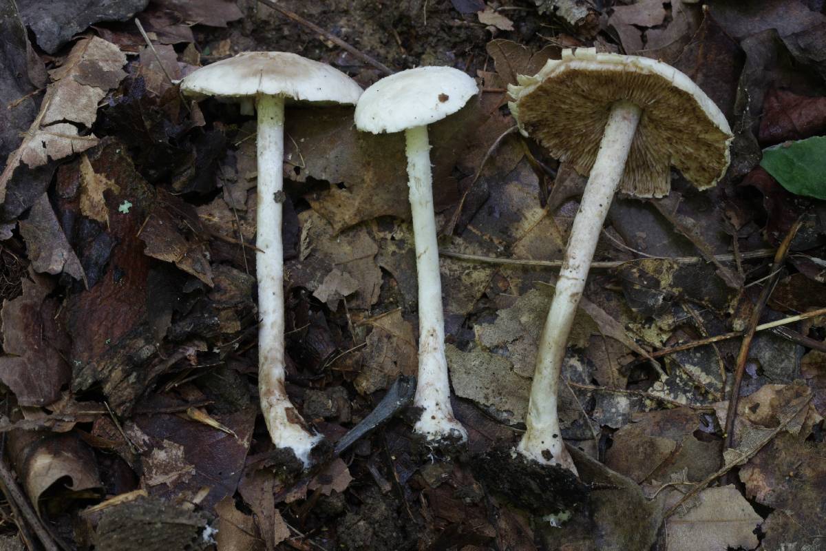 Cystolepiota fumosifolia image