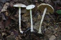 Cystolepiota fumosifolia image