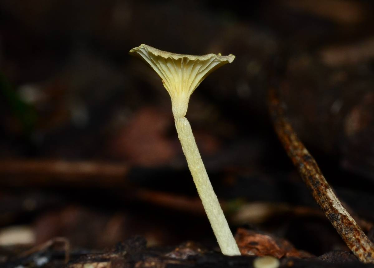Gerronema subclavatum image