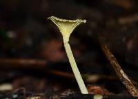 Gerronema subclavatum image